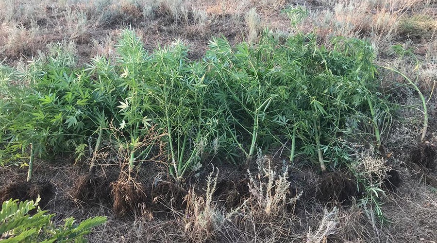 Крымчанин попался на выращивании конопли в пограничной зоне