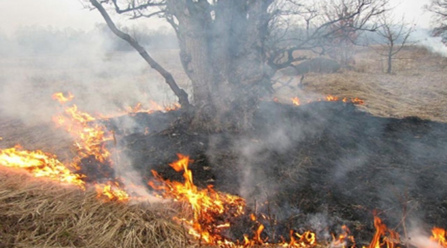 МЧС ликвидировало пожар у Карадагского заповедника под Феодосией