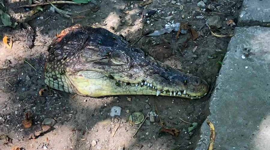 Две отрубленные головы крокодилов нашли в центре столицы Крыма