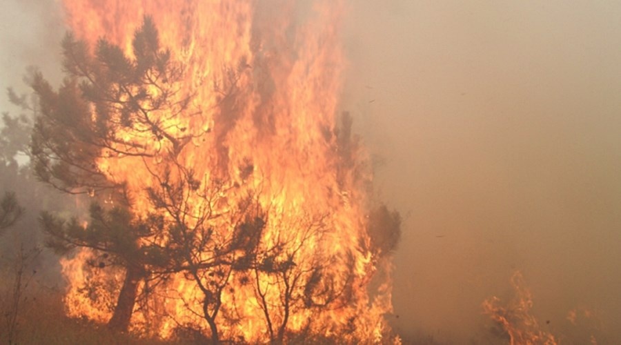 Режим ЧС введен в Симферопольском районе из-за лесного пожара