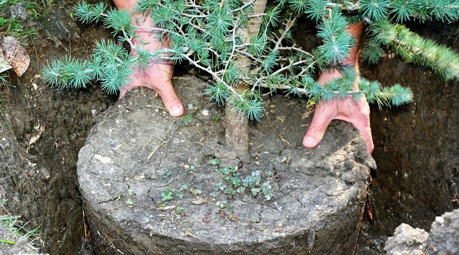 Более 1,6 тыс деревьев высадят в Симферополе до весны