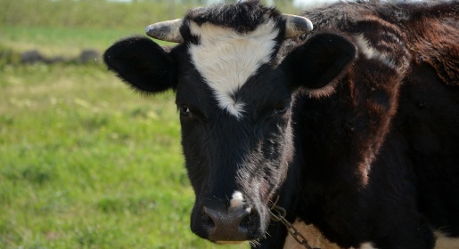 Выкупленные у племзавода в Сакском районе коровы увеличили удой молока