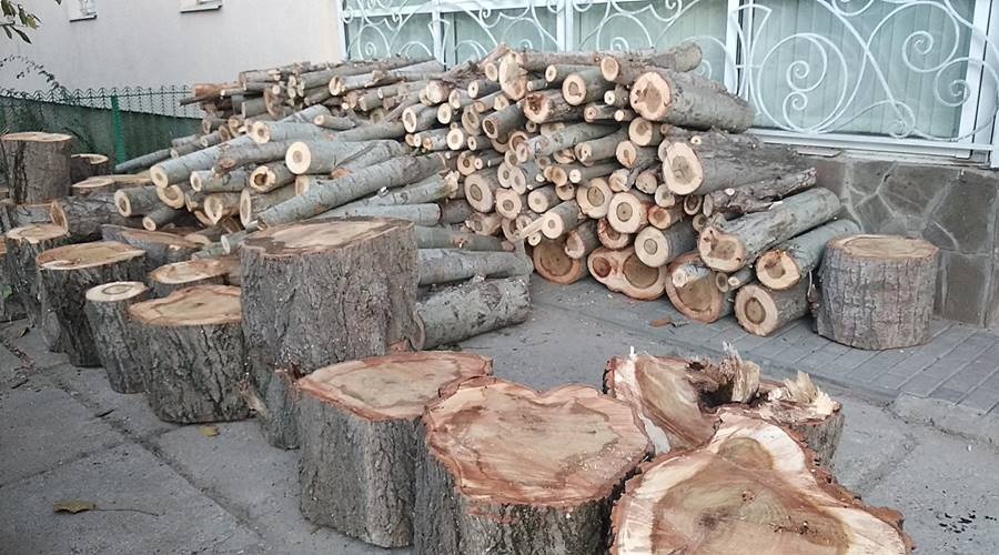 Семья известных медиков вырубила деревья в Симферополе под парковку для частной клиники