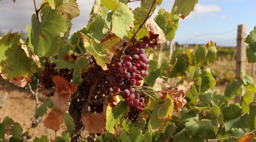 Производители винограда в Крыму рассчитывают собрать рекордный урожай в 125 тыс тонн