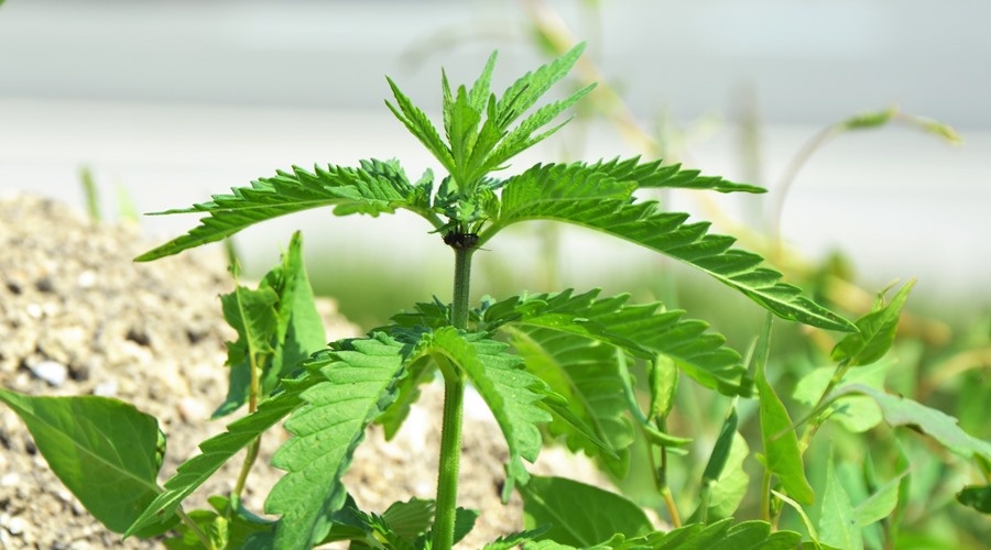 Приговор сбыт наркотического средства марихуаны семена конопли голландия