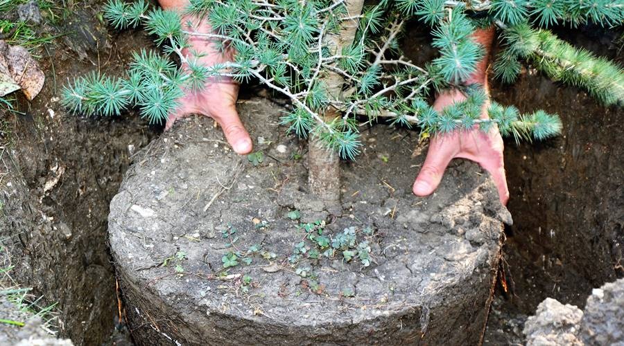 Не менее 700 новых деревьев будут высажены на набережной Салгира в Симферополе
