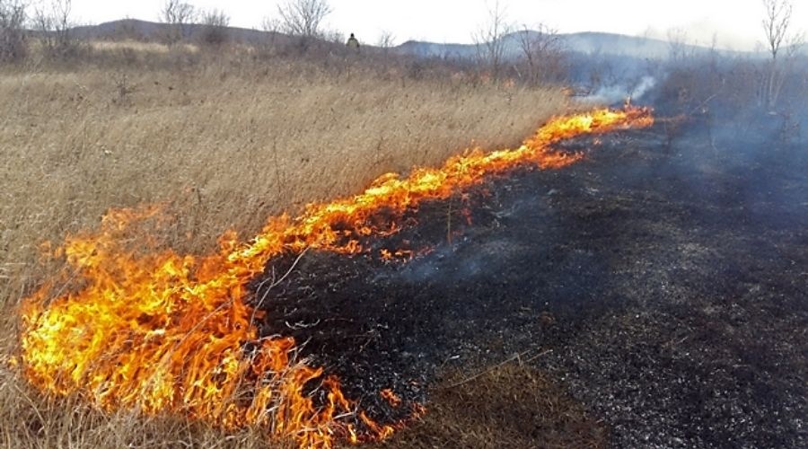 Спасатели три часа тушили лесной пожар под Симферополем