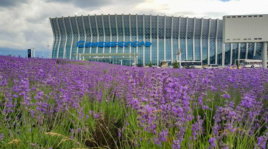 Лаванда зацвела перед новым терминалом аэропорта Симферополя