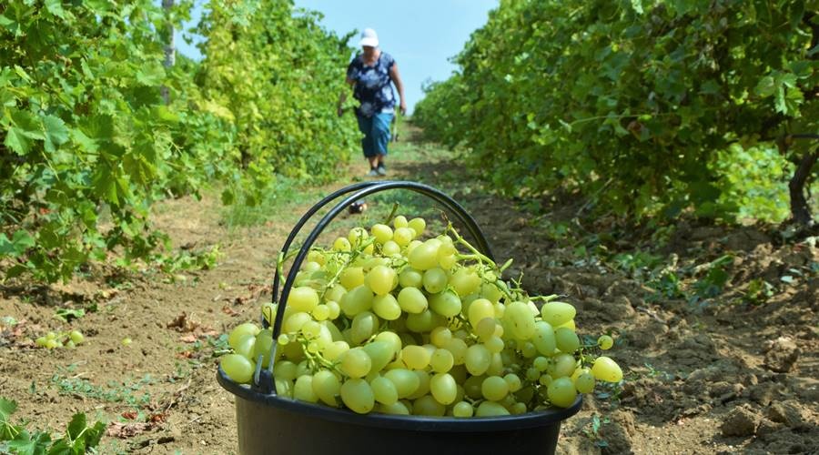 Урожай винограда в Крыму в этом году стал рекордным за пять лет