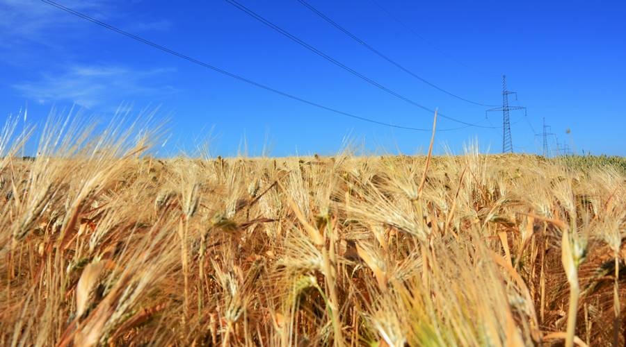 Аграрии Крыма в этом году планируют собрать рекордные 1,8 млн тонн зерна