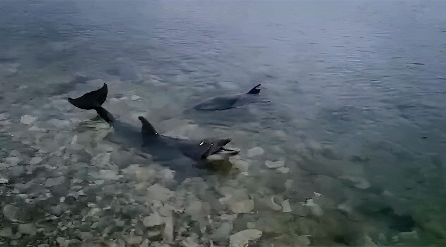 В Севастополе решили спасти дельфинов, выпущенных в море из дельфинария 