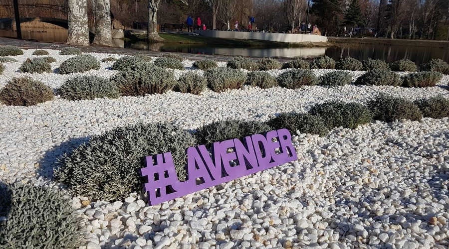 Волонтёры приглашают крымчан на высадку лаванды в симферопольском парке