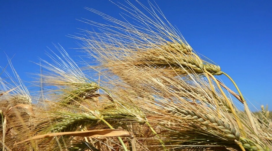 Урожай зерновых в Крыму в 1,5 раза превысил прошлогодние объёмы