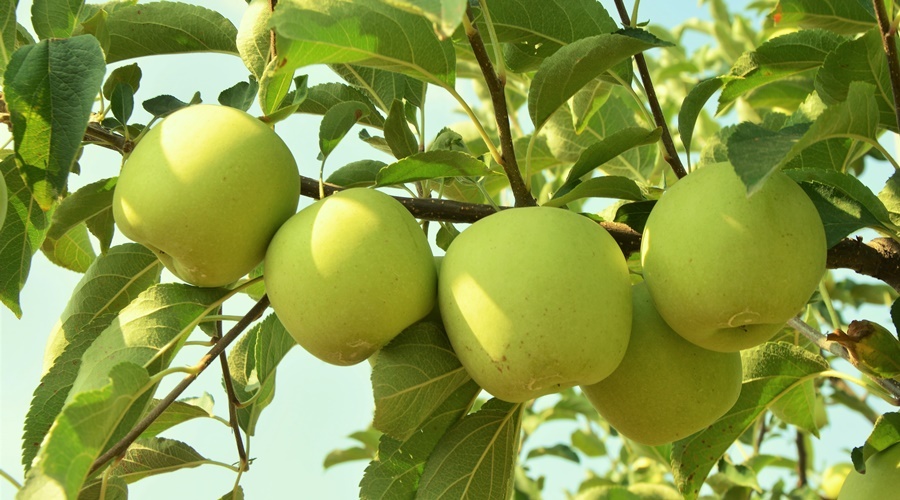 Сбор яблок в Крыму в 2023-м вырос на 9% почти до 140 тыс тонн