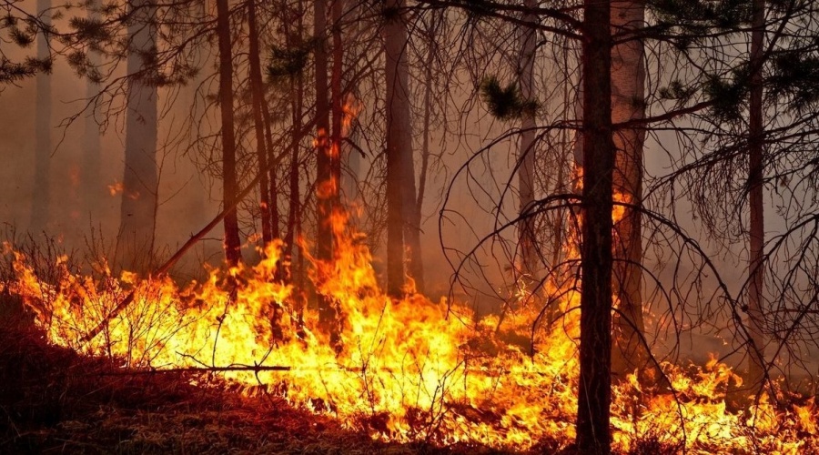 Спасатели ликвидировали начавшийся сутки назад лесной пожар под Симферополем