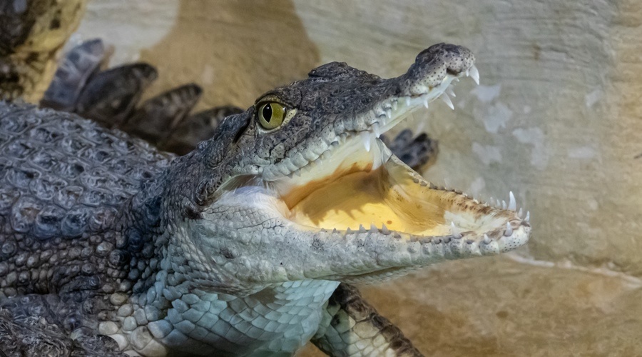 Самый известный крымский аквариум лишится права публично кормить крокодилов