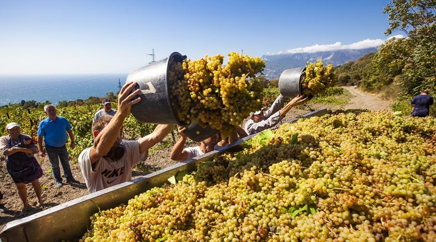 «Массандра» собрала почти 17 тыс тонн винограда