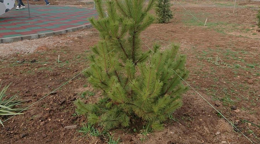 «ИнтерСтрой» передал Евпатории более 300 саженцев деревьев