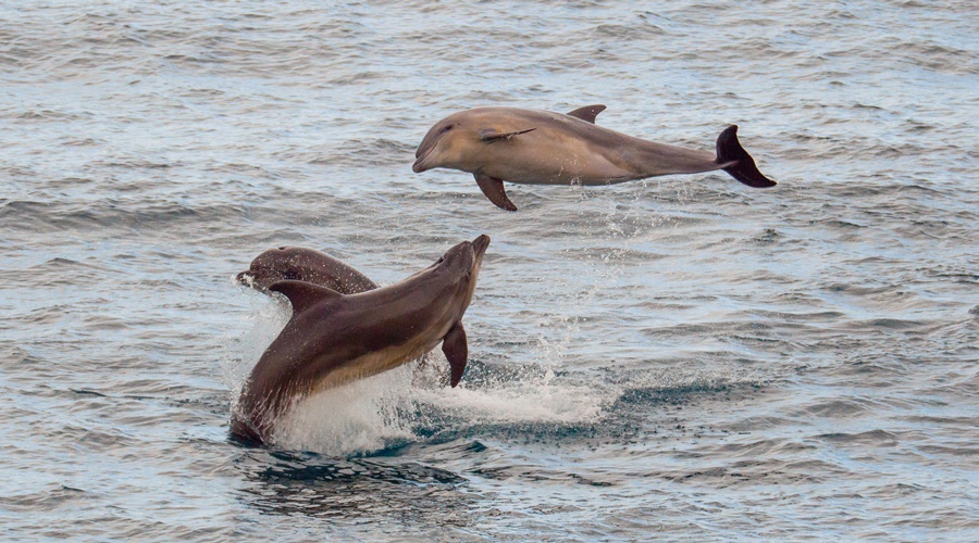 РНКБ и Центр «Безмятежное море» открыли в Феодосии выставку «Спасаем дельфинов вместе»