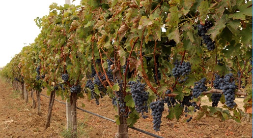 Субсидии на развитие садов и виноградников Крыма необходимо увеличить в 20 раз – министр сельского хозяйства республики