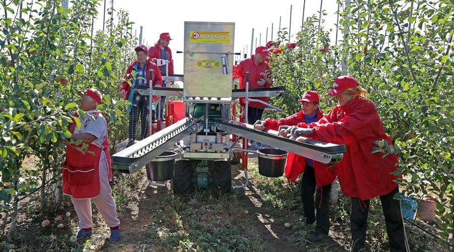 Крымское предприятие «Яросвит-Агро» первым на полуострове закупило голландские яблокоуборочные комбайны