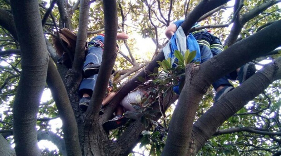 Спасатели сняли с дерева в Ялте застрявшего там мужчину