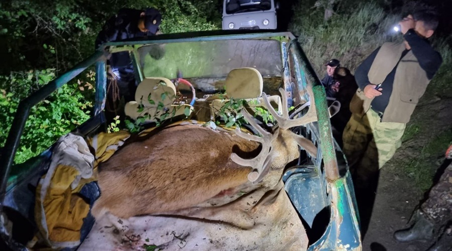 Полиция и ФСБ задержали двух подозреваемых в убийстве благородного оленя