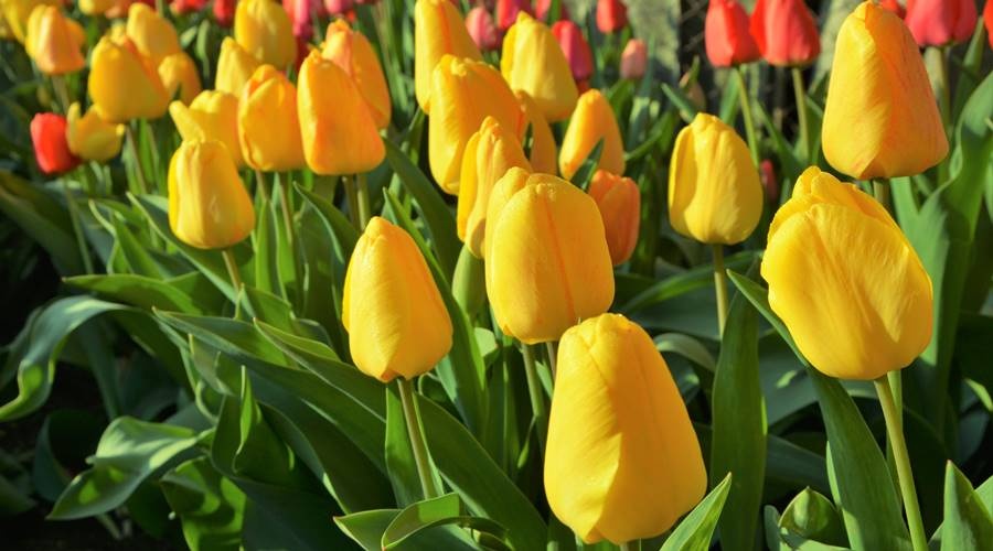 Нарциссы и тюльпаны на симферопольских клумбах расцветут в марте в следующем году