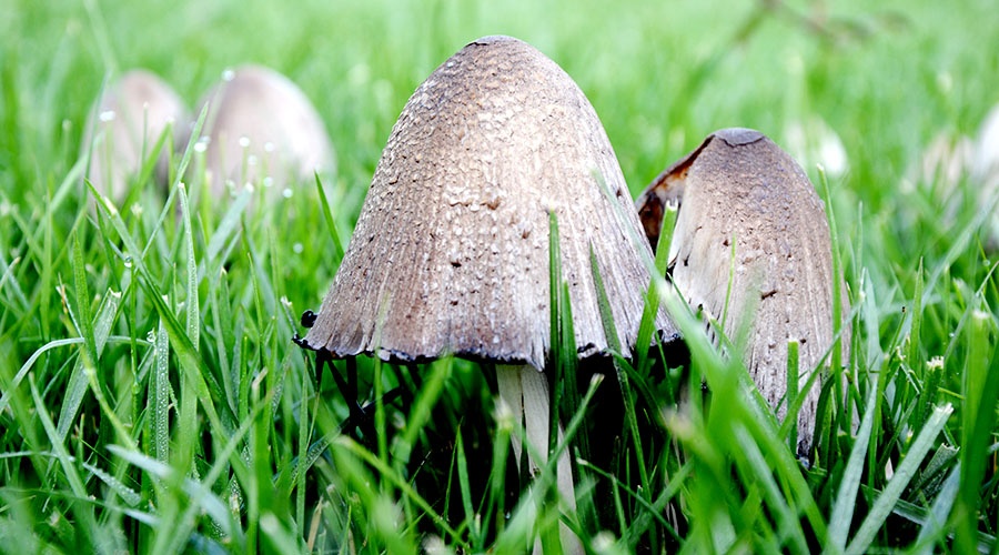 Четыре десятка севастопольцев отравились грибами в этом сезоне