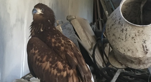 Изъятые у недобросовестных коктебельских бизнесменов четыре хищные птицы пополнили коллекцию Симферопольского зооуголка