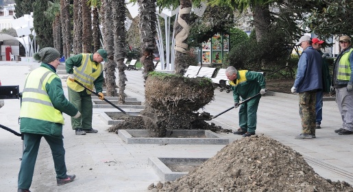 Два десятка пальм будут высажены на набережной Ялты (ФОТО)