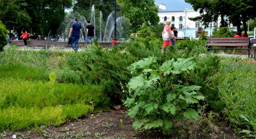 Это еще цветочки: клумбы у правительства и парламента Крыма заросли опасными сорняками (ФОТО)