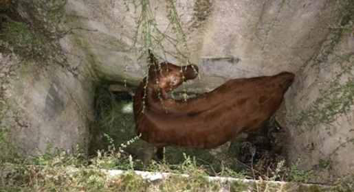 Спасатели вытащили теленка из двухметровой сливной ямы в Симферопольском районе (ФОТО)