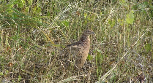Минприроды Крыма переселило полтысячи фазанов в охотугодья