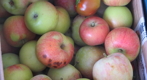 Украинские туристы пытались провезти в Крым заражённые вредителями яблоки и картофель