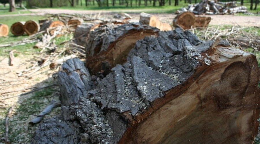Уголовное дело возбуждено после вырубки 178 деревьев под Судаком