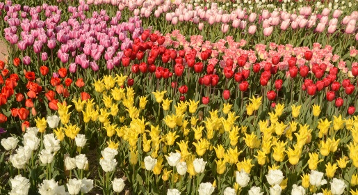 Никитский ботанический сад впервые представит на выставке тюльпанов два раритетных сорта цветов