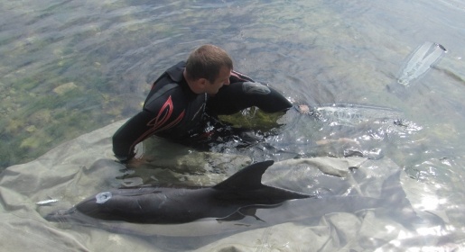 Крымские спасатели оказали помощь дельфину, оказавшемуся на берегу