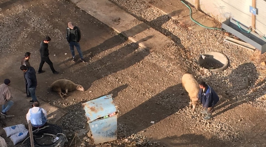Полиция провела беседы с разделывавшими барана на стройке в Симферополе рабочими
