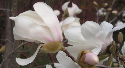 Магнолия Лебнера в Никитском ботаническом саду раскрыла первые бутоны  (ФОТО)