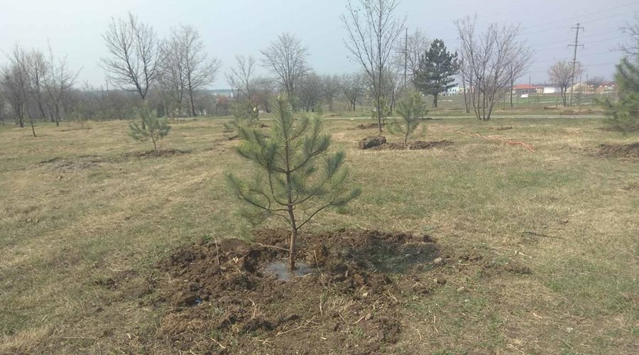 Неизвестные украли пять пихт из высаженного 18 марта в Симферополе «Сада памяти»