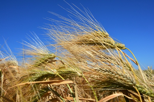 Объемы производства сельского хозяйства Крыма снизились в прошлом году на 11%