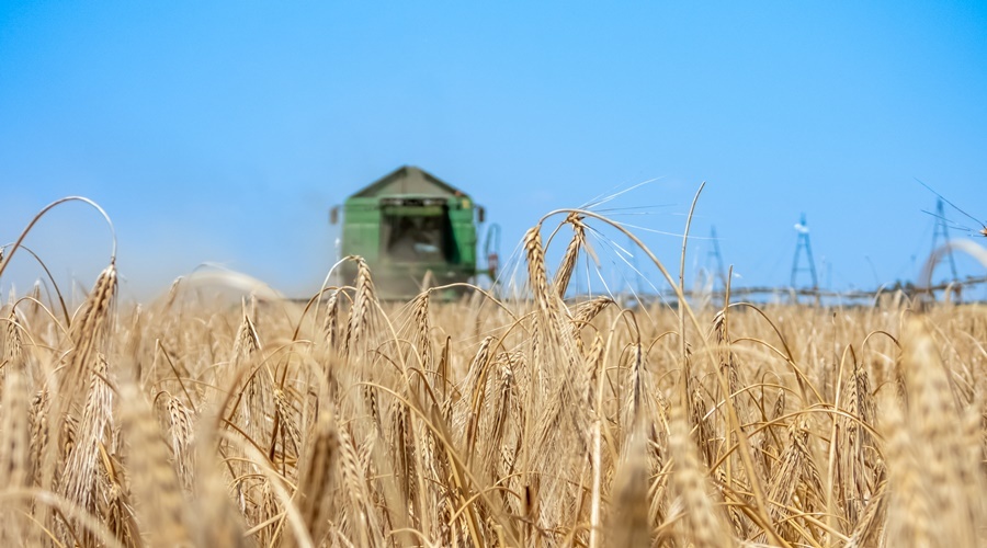 Аграрии Крыма собрали миллион тонн зерна и зернобобовых
