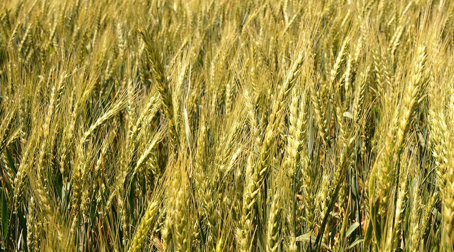Симферополец украл у фермера 115 тонн пшеницы на миллион рублей