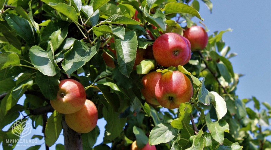 Сбор урожая яблок стартовал в Крыму