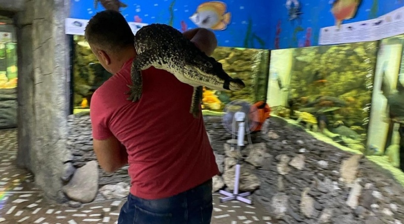 Половина крокодилов во время потопа в Ялте попали в привычную среду обитания