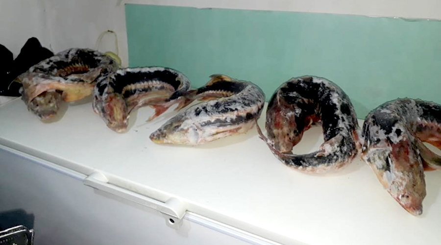 Пограничники обнаружили у крымчанки 34 кг запрещенной к добыче рыбы
