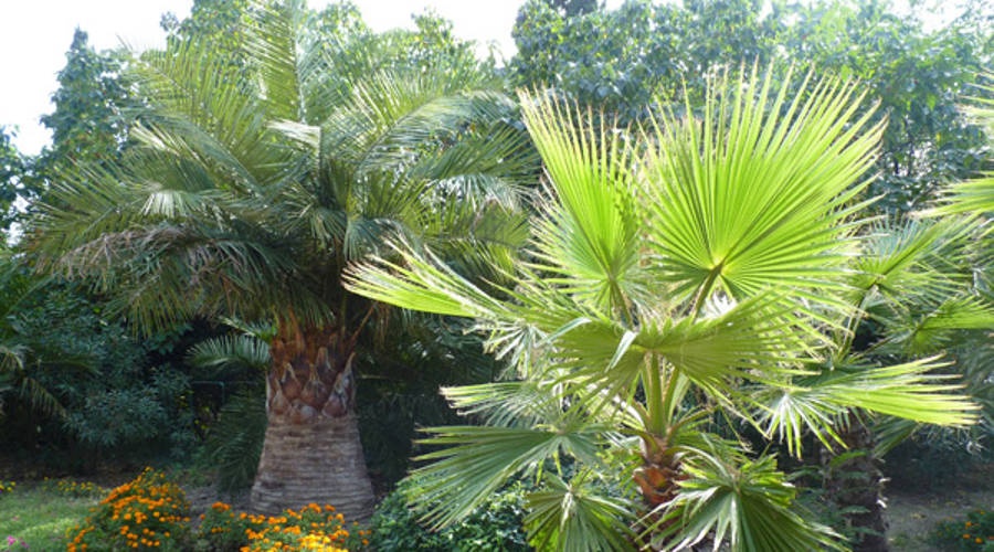 Специалисты заявили об угрозе потери пальм Южнобережья Крыма из-за долгоносика и пальмового мотылька