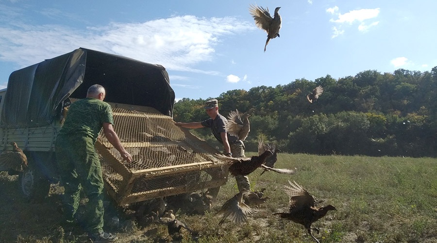 Сотрудники минприроды Крыма выпустили в охотничьи угодья 500 фазанов
