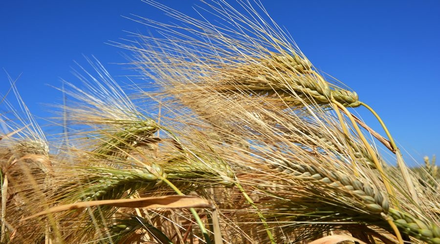 Аграрии Крыма рассчитывают на увеличение урожая зерновых в этом году